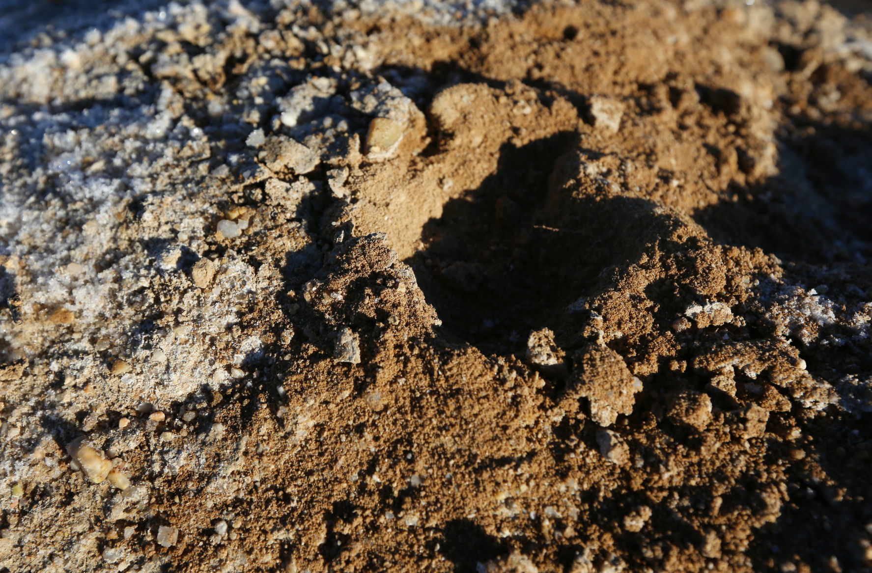 Sage Grouse Eat Dirt